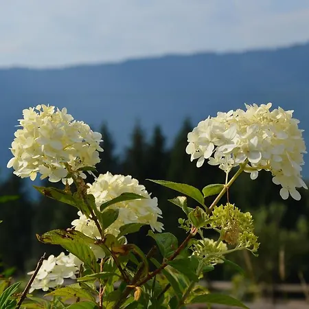 Naturgut Gailtal 圣斯蒂凡安德